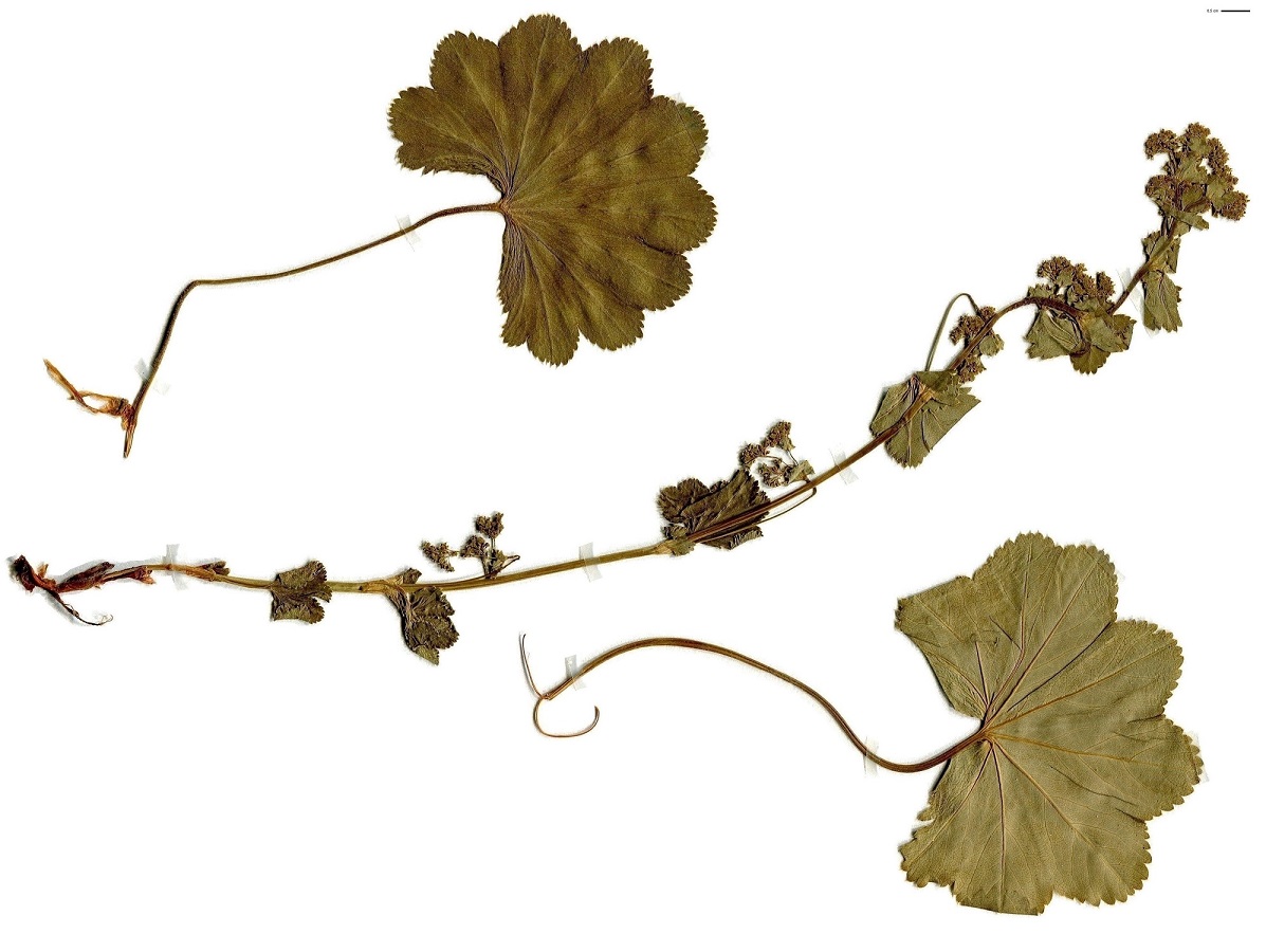 Alchemilla coriacea (Rosaceae)